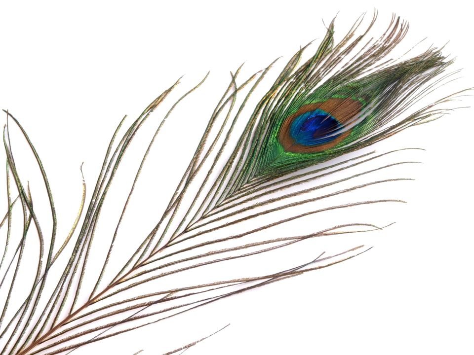 Spalvas Peacock Feather length 70-110 cm