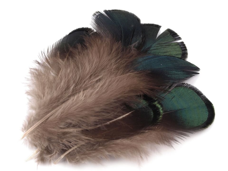 Spalvas Ornamental Pheasant Feather length 4.5-9 cm 20 gab.