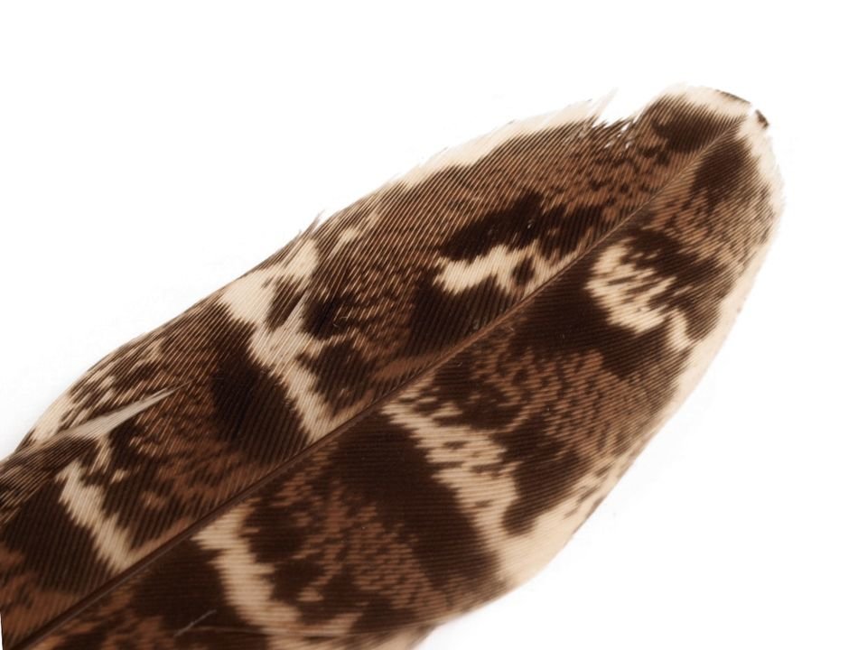 Ornamental Pheasant Feather length 10-18 cm 