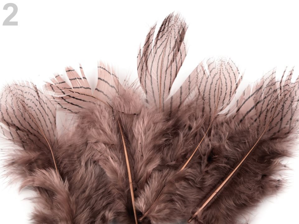 Spalvas Pheasant feathers length 5 - 11 cm
