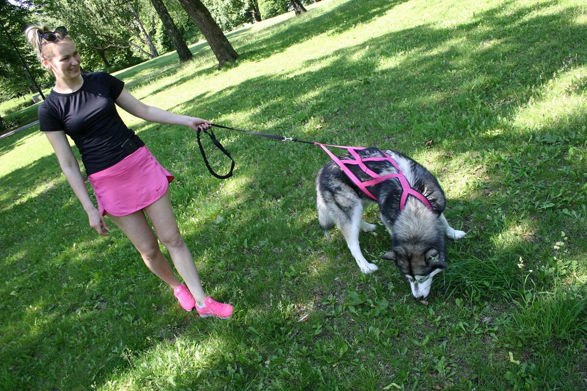 RACEDOG padded harness ZEMGUS FOREST