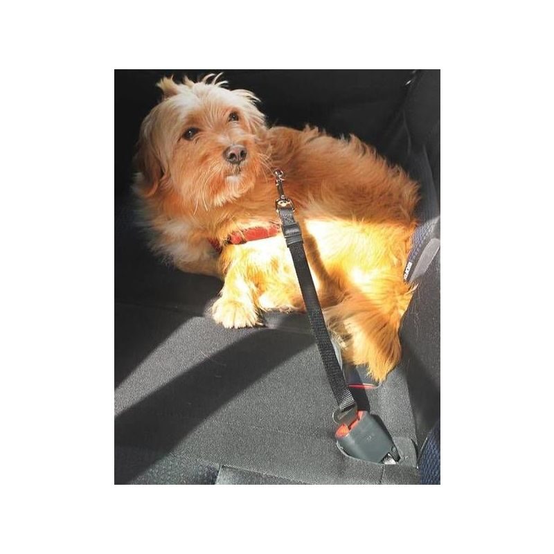 Car seatbelt for dogs