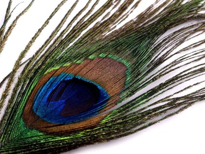 Spalvas Peacock Feather length 70-110 cm