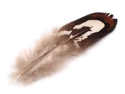 Spalvas Ornamental Pheasant Feather length 4-10 cm