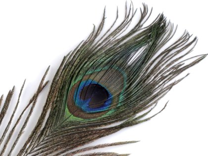 Spalvas Peacock Feather length 20-30 cm 