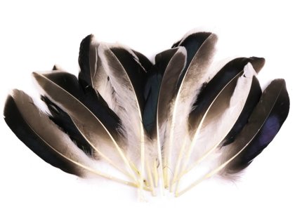 Spalvas Duck Feathers length 10-14 cm